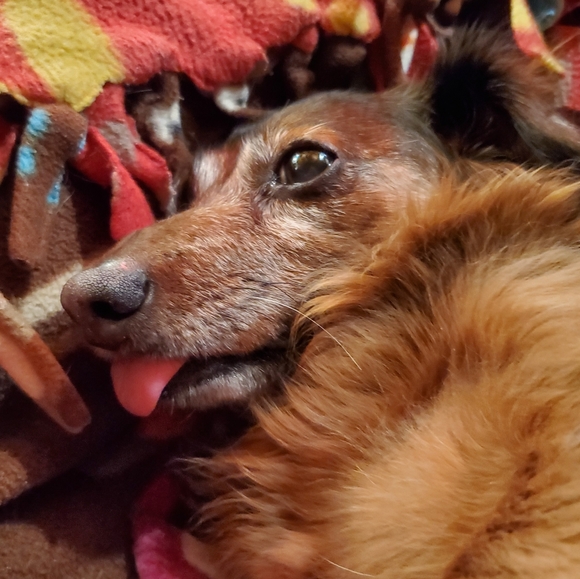 Meet your Posher, Debra - Picture 9 of 12